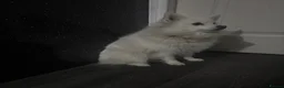 Mixed Breed dogs for sale: PomeranianSpitz in Middlesbrough - Advert 1