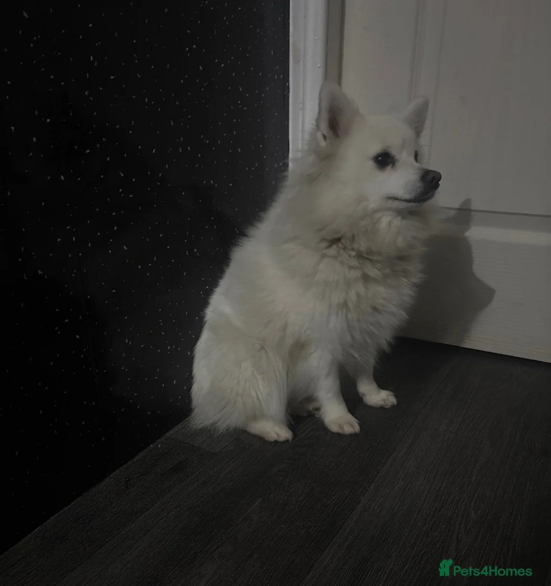 Mixed Breed dogs for sale: PomeranianSpitz in Middlesbrough - Advert 1