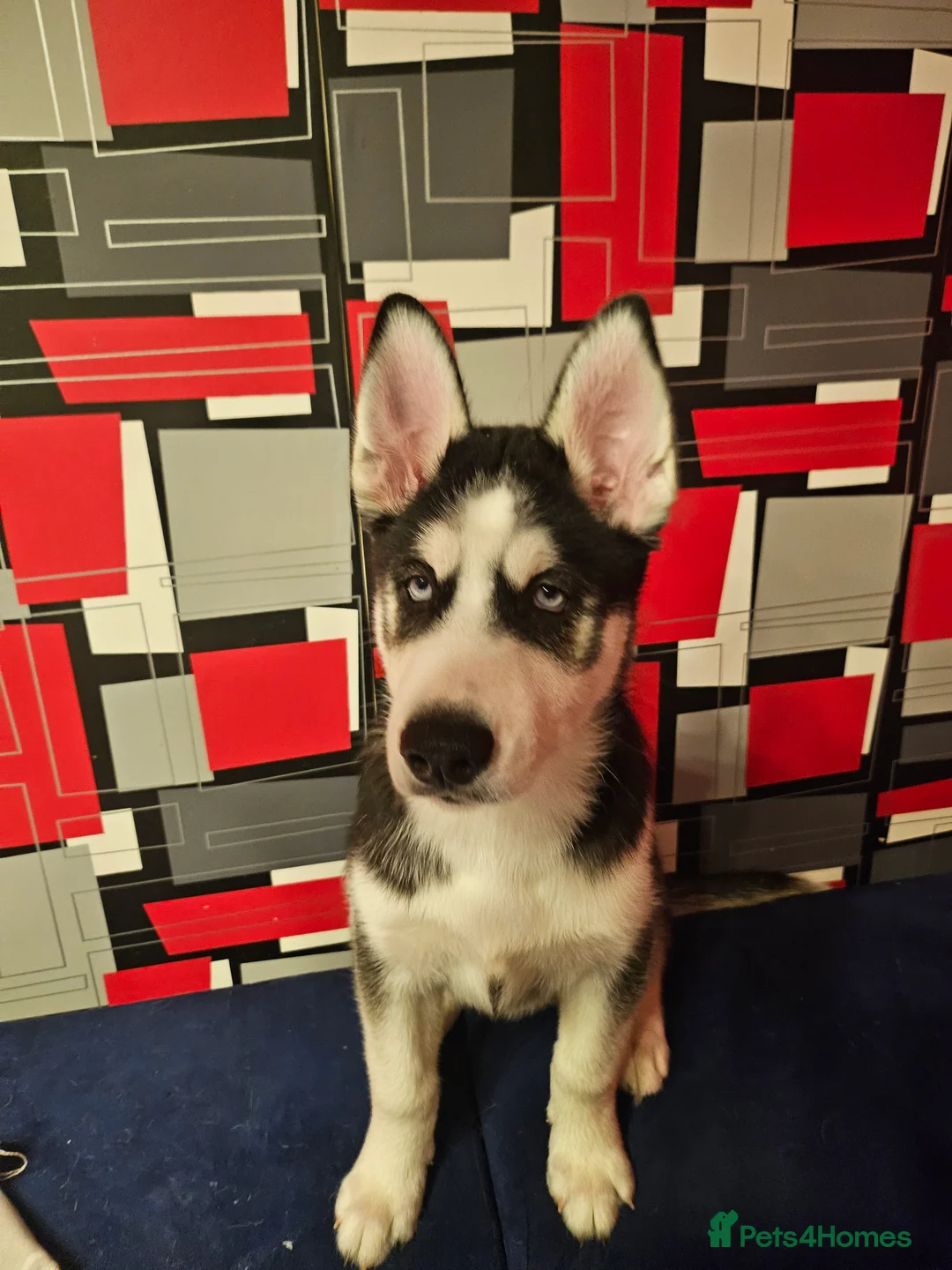 Siberian Husky dogs for sale: Girls  - Advert 3