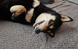 Japanese Shiba Inu dogs for sale: Shibu inu  - Advert 9