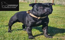 Staffordshire Bull Terrier dogs for stud: Mr T Champion sired Stud Blue gene 🧬 - Image 1