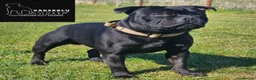 Staffordshire Bull Terrier dogs for stud: The one & only 'Mr T' Champ Sired - Advert 5