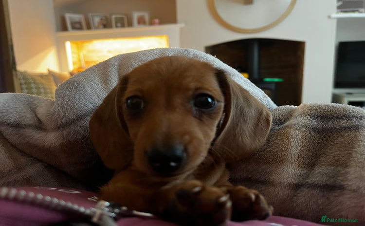 Miniature Dachshund dogs - Advert 2