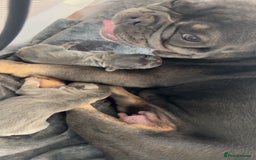 French Bulldog dogs for sale: Two Beautiful Girl French Bulldogs  - Image 22