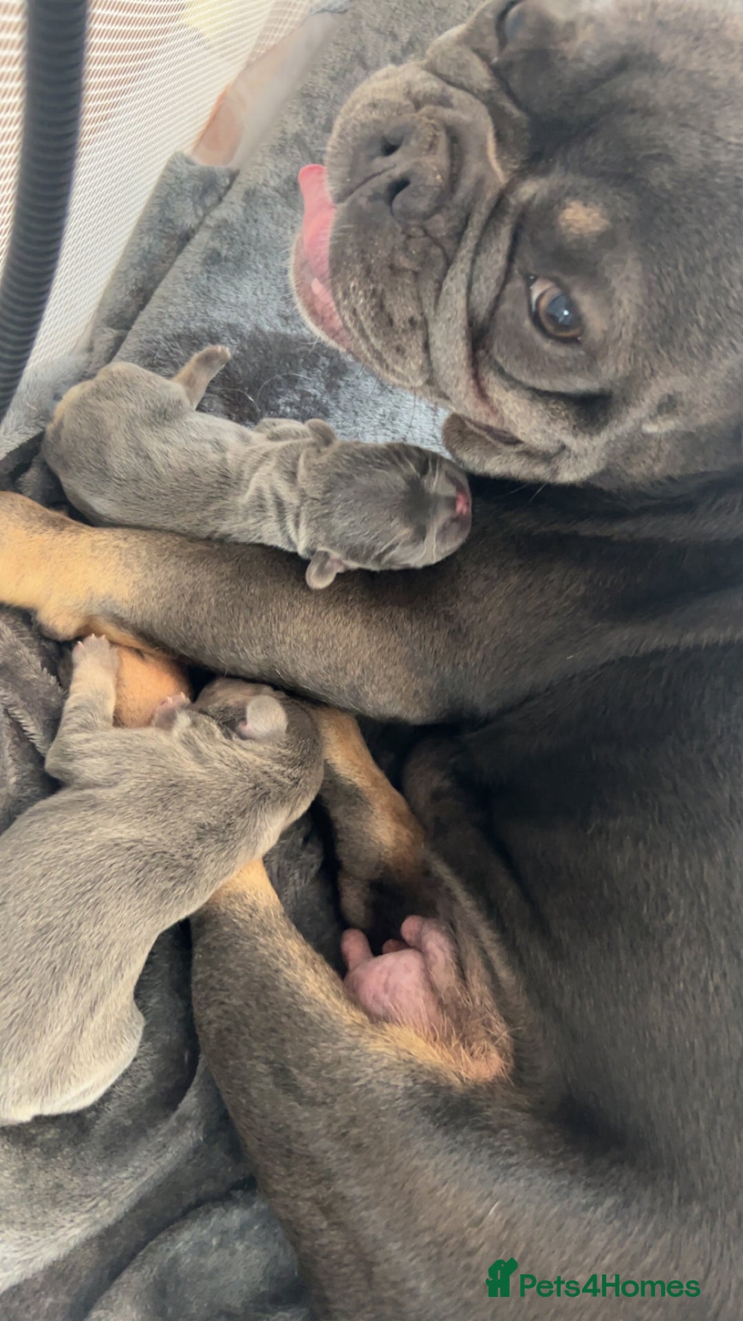 French Bulldog dogs for sale: Two Beautiful Girl French Bulldogs  - Image 22