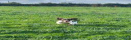 English Springer Spaniel dogs for sale: Stunning Springer Spaniel  - Advert 5