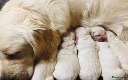 Golden Retriever dogs for sale: CHUNKY CREAM RETRIVER PUPPIES  - Image 4