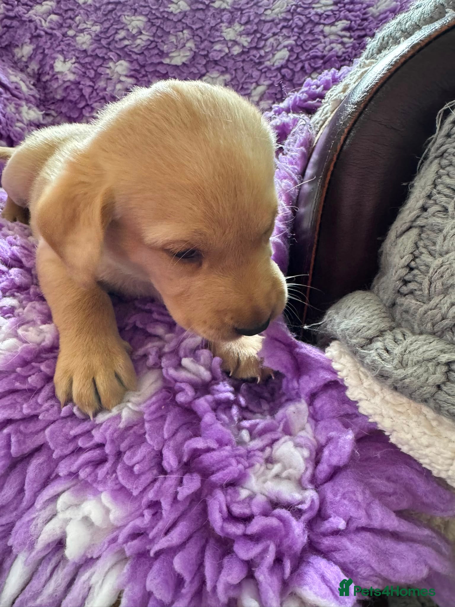 Labrador Retriever Puppy 3