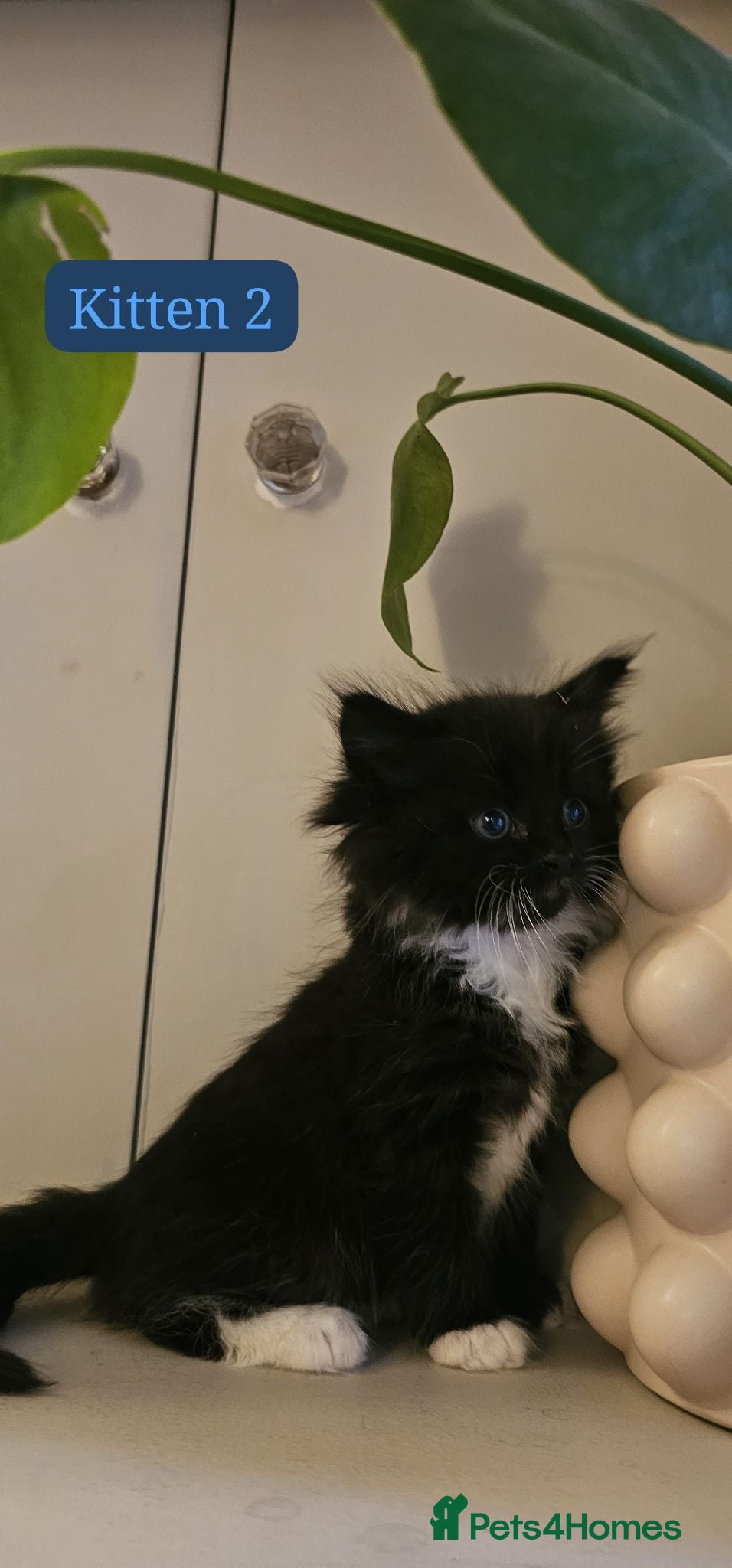 Maine Coon cats 2 Stunning Maine Coon X kittens left - Advert 2