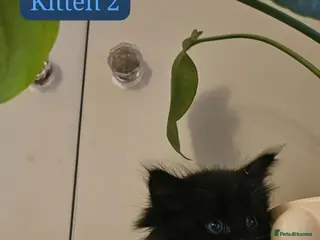 Maine Coon cats 2 Stunning Maine Coon X kittens left - Advert 2