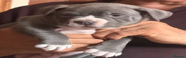 American Bully 1