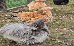 Chickens poultry for sale: Frizzle Pekin Pullet Growers  - Image 2