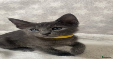 Mixed Breed cats - Advert 9