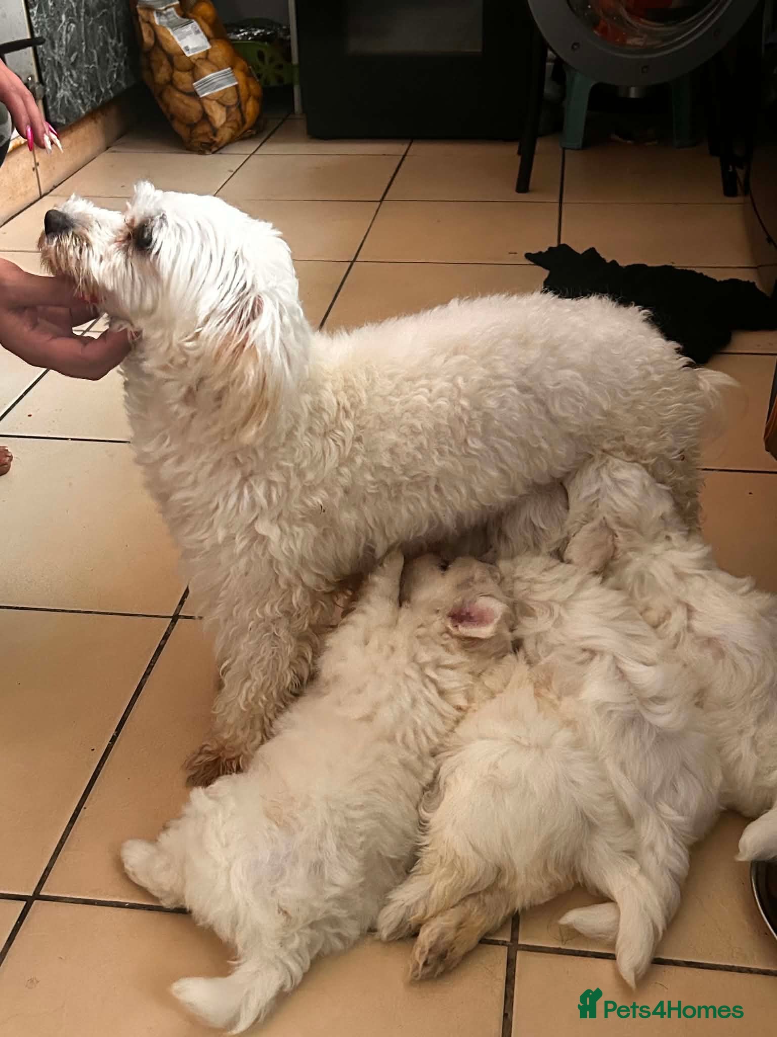 Maltese dogs Maltese puppies - Advert 2