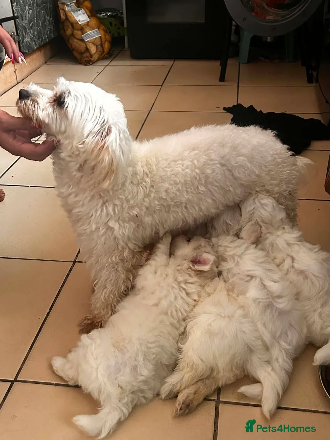 Maltese dogs for sale: Maltese puppies in Wellingborough - Advert 1