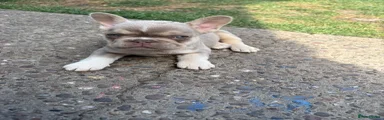 French Bulldog 4