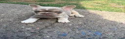 French Bulldog dogs for sale: Kc Health clear Pink Fluffy Producers  - Advert 3