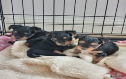 Yorkshire Terrier dogs for sale: 3 yorkshire terrier puppies - Image 1