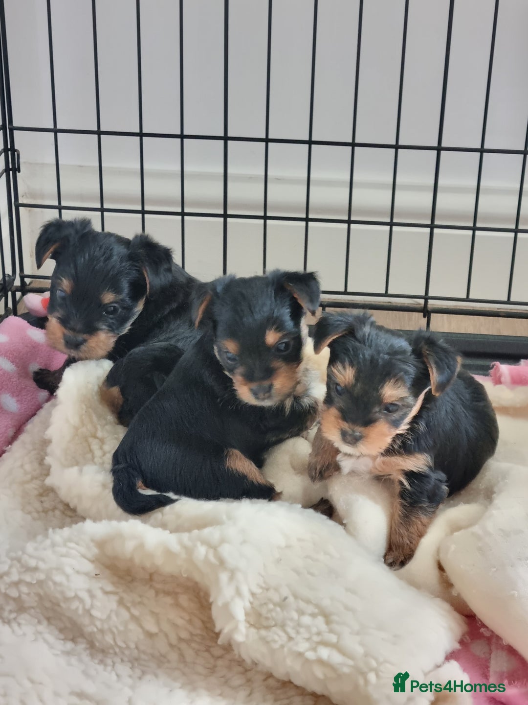 Yorkshire Terrier dogs for sale: 3 yorkshire terrier puppies - Image 1