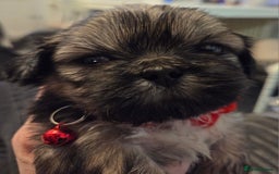 Shih Tzu dogs for sale: Shitz shu puppies  - Image 7