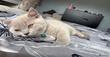 British Shorthair cats - Advert 12