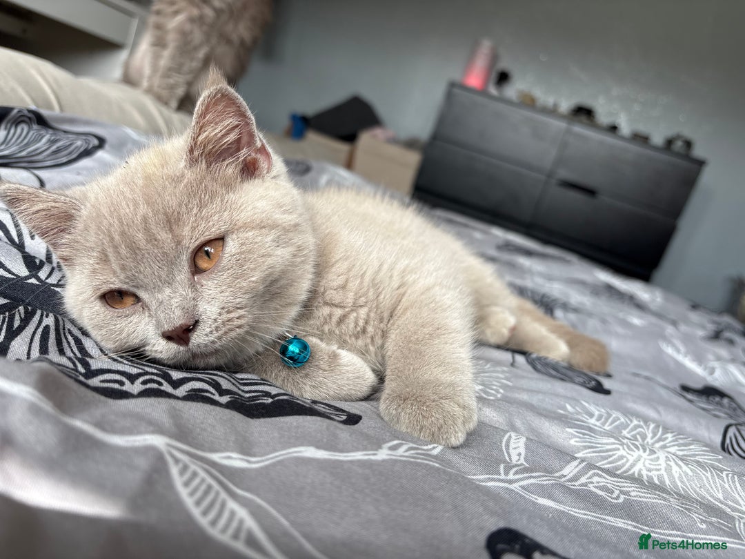 British Shorthair cats for sale: Beautiful British Blues longhair kittens 🩷💙 - Image 4