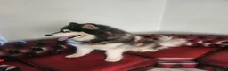 Utonagan dogs for sale: Alaskan malamute Husky  in York - Advert 3