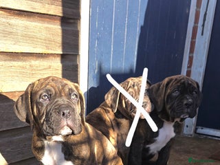 Boxer dogs READY NOW 2 boys left, Boxer cross Mastiff - Advert 5