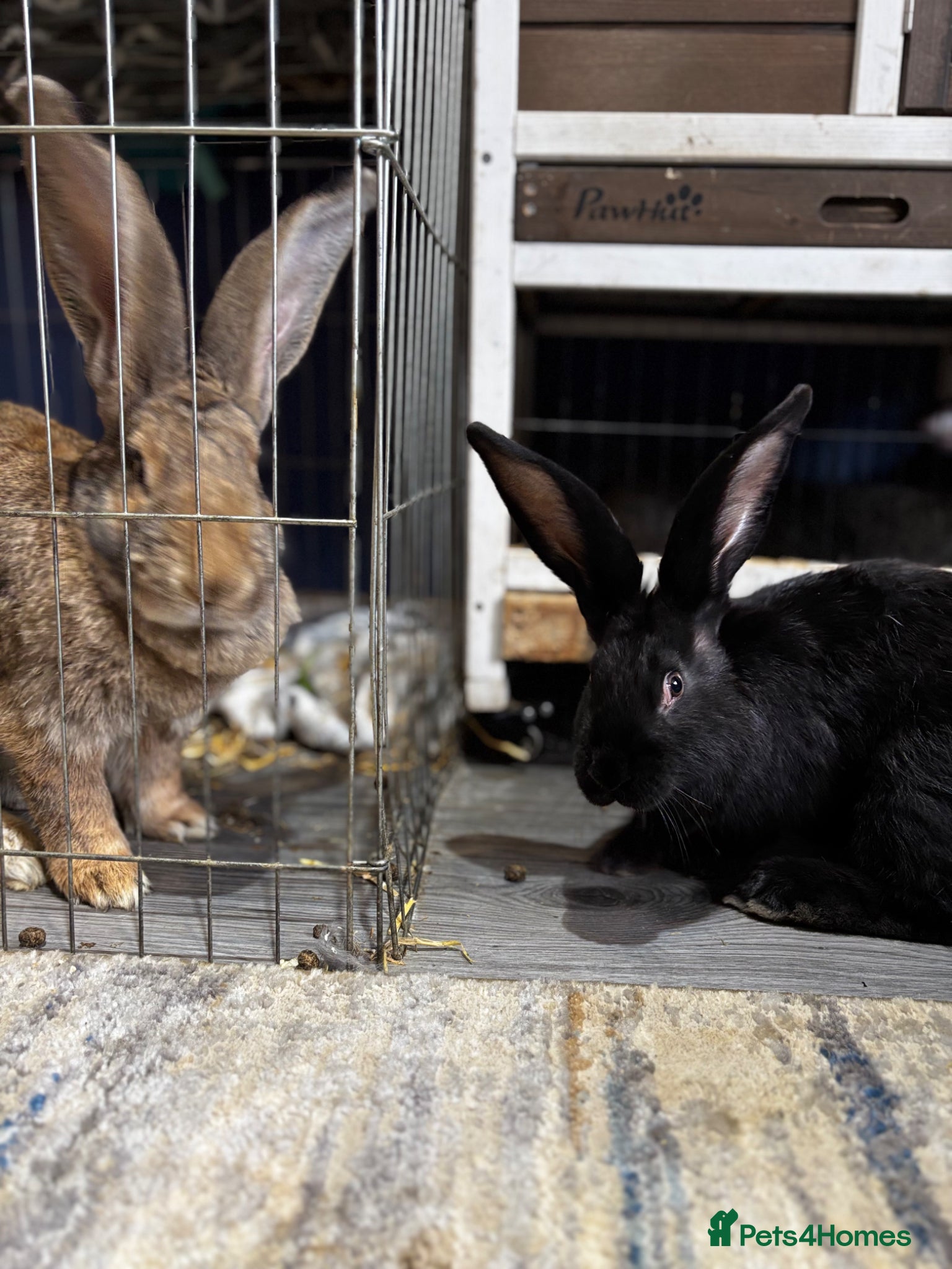 Continental Giant rabbits 1 LEFT GERMAN GIANTS(continentals)  - Advert 11