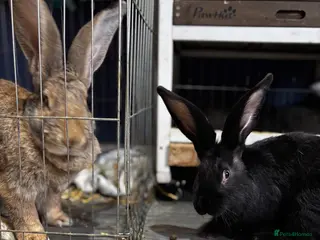 Continental Giant rabbits 1 LEFT GERMAN GIANTS(continentals) - Advert 11