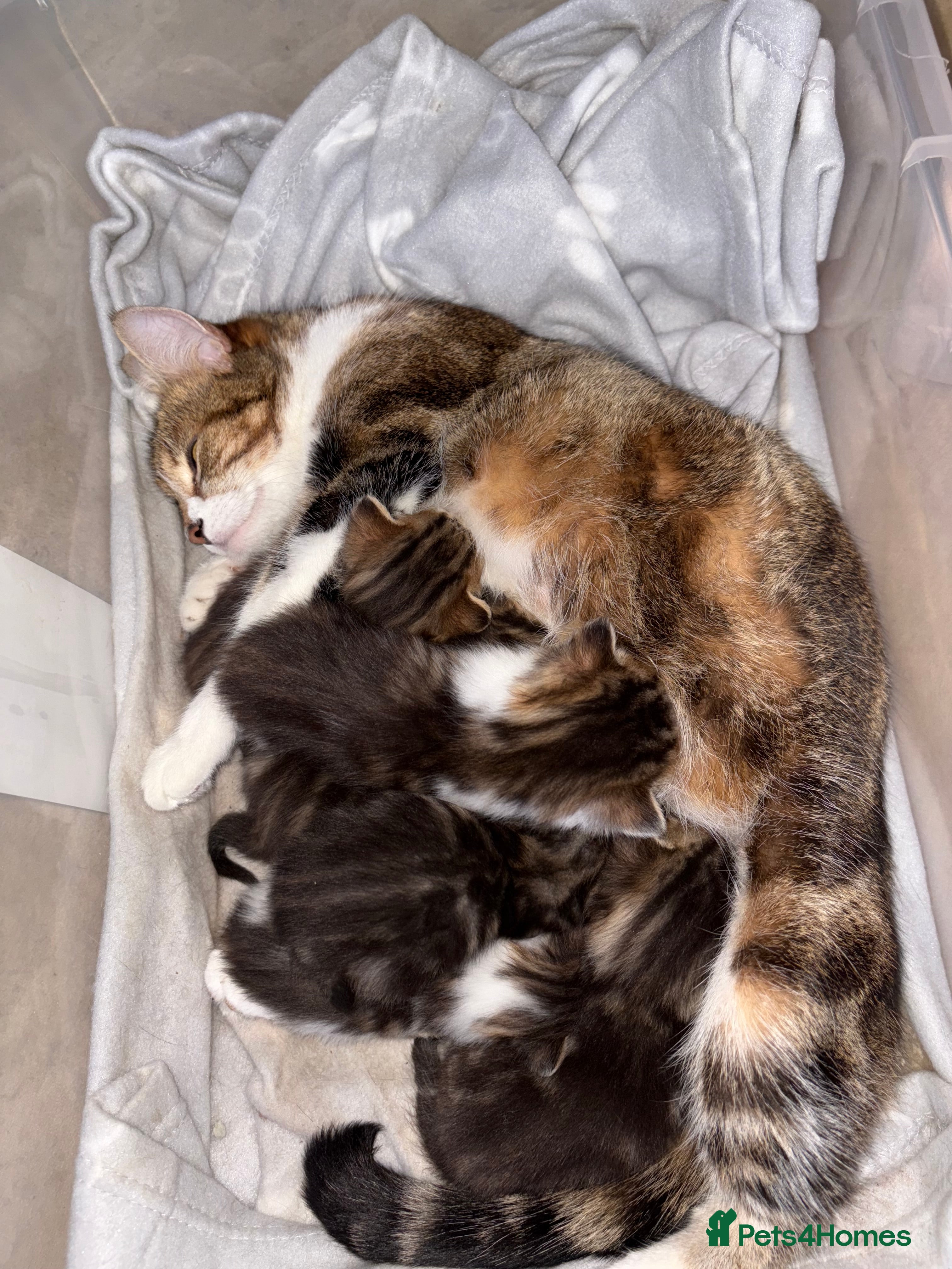 British Shorthair cats 6 beautiful kittens for sale  - Advert 14