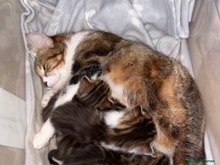 British Shorthair cats 6 beautiful kittens for sale - Advert 2