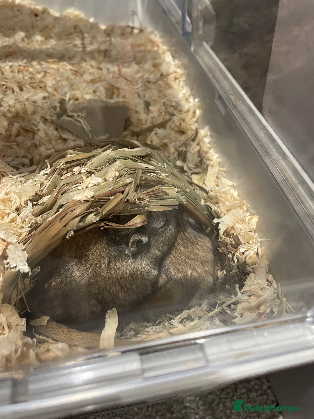 Gerbil rodents for sale: Female gerbils - Advert 3