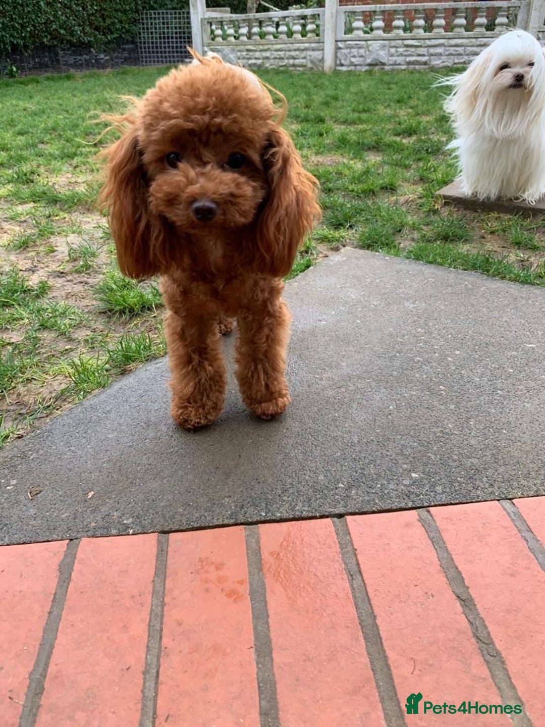 Toy Poodle dogs for sale: Adorable Toy Poodle princess looking for a home! - Image 2