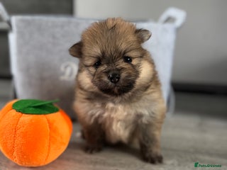 Pomeranian dogs - Advert 5