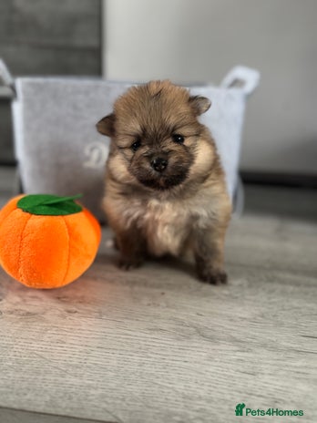 Pomeranian dogs - Advert 3