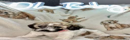 Mixed Breed dogs for sale: La chon  - Advert 10