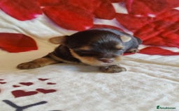 Yorkshire Terrier dogs for sale: Outstanding RARE Yorkshire terrier Chocolate - Image 4