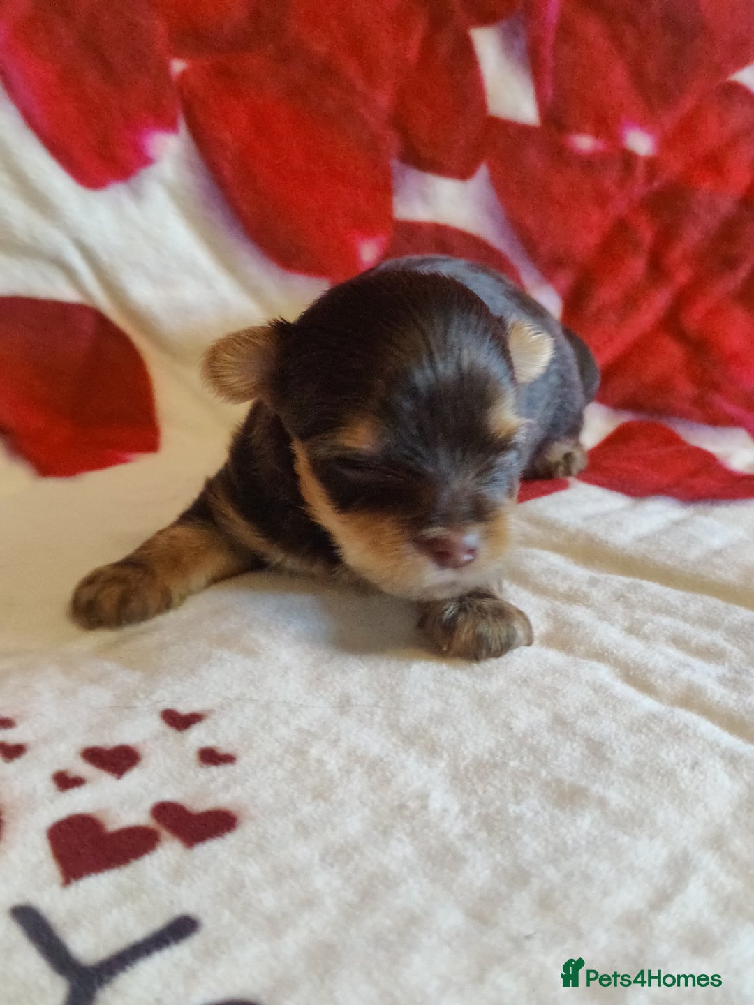 Yorkshire Terrier dogs for sale: Outstanding RARE Yorkshire terrier Chocolate - Image 4