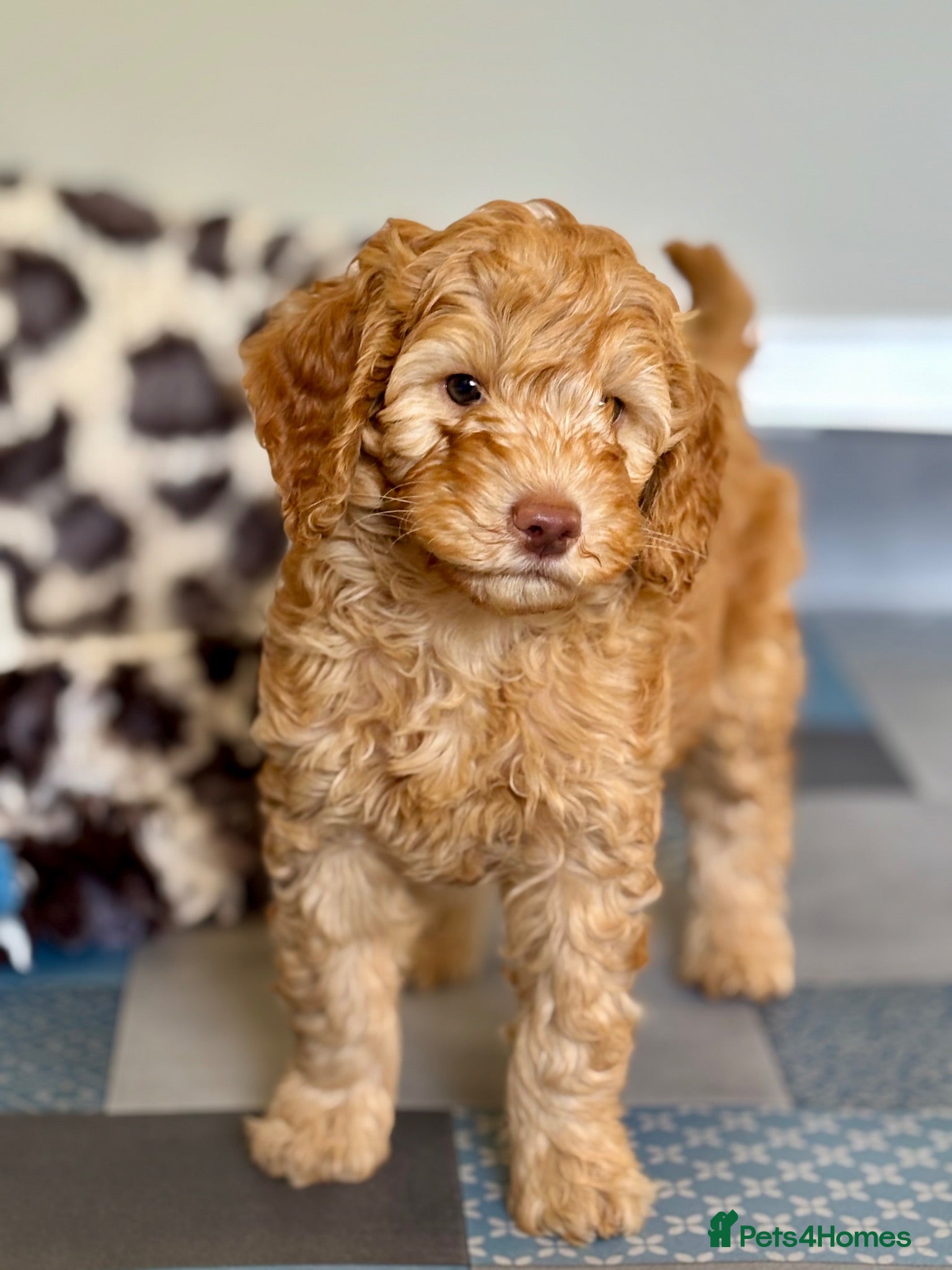 Australian Labradoodle dogs Fantastic breeding! Canadian & Australian lines - Advert 2