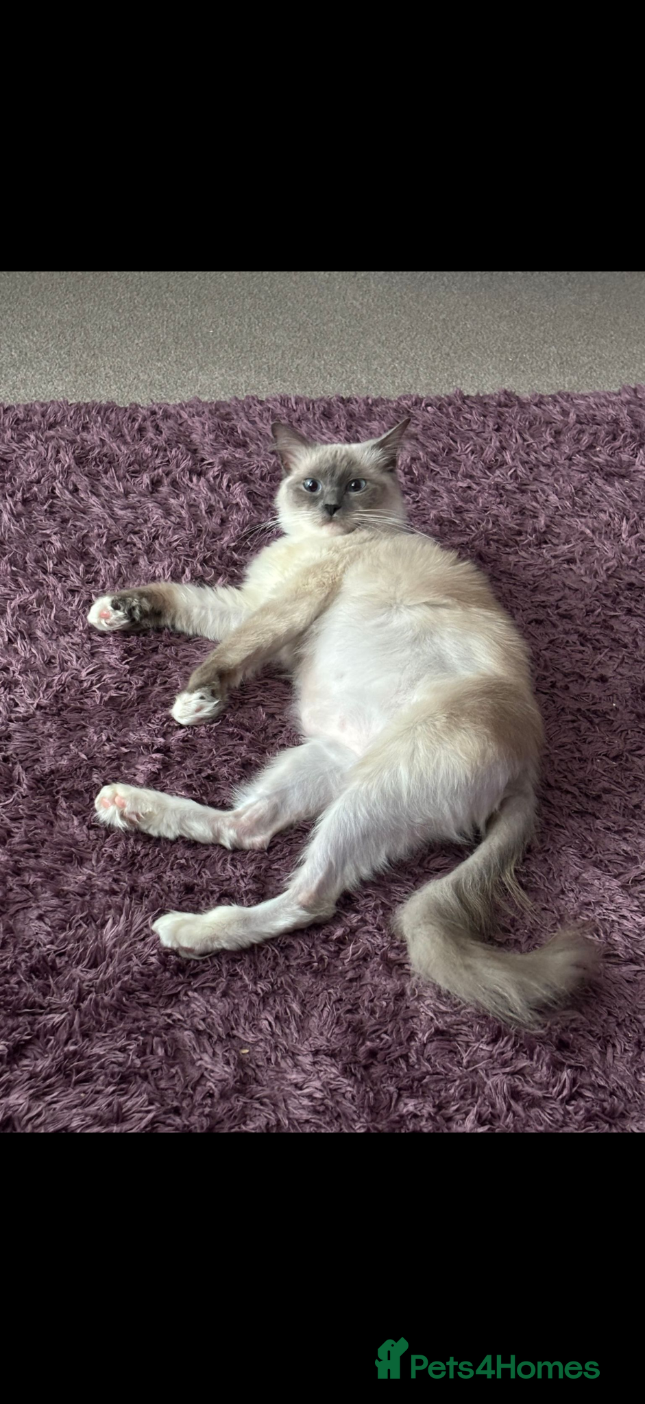 Ragdoll cats 2x Ragdolls and 1 Russian blue for sale  - Advert 6