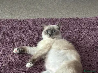 Ragdoll cats 2x Ragdolls and 1 Russian blue for sale - Advert 2