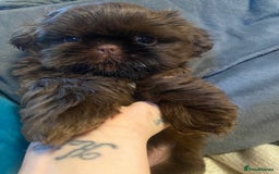 Shih Tzu dogs for sale: Amazing stunnin choc shihzu puppies ready to leave - Image 1