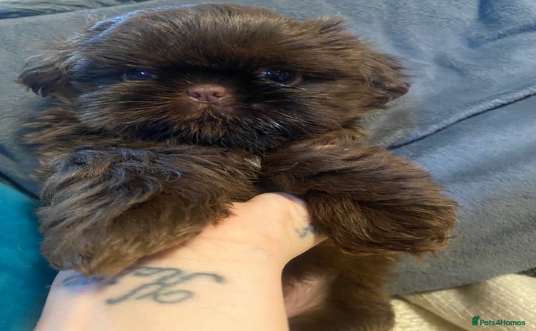 Shih Tzu dogs - Advert 1
