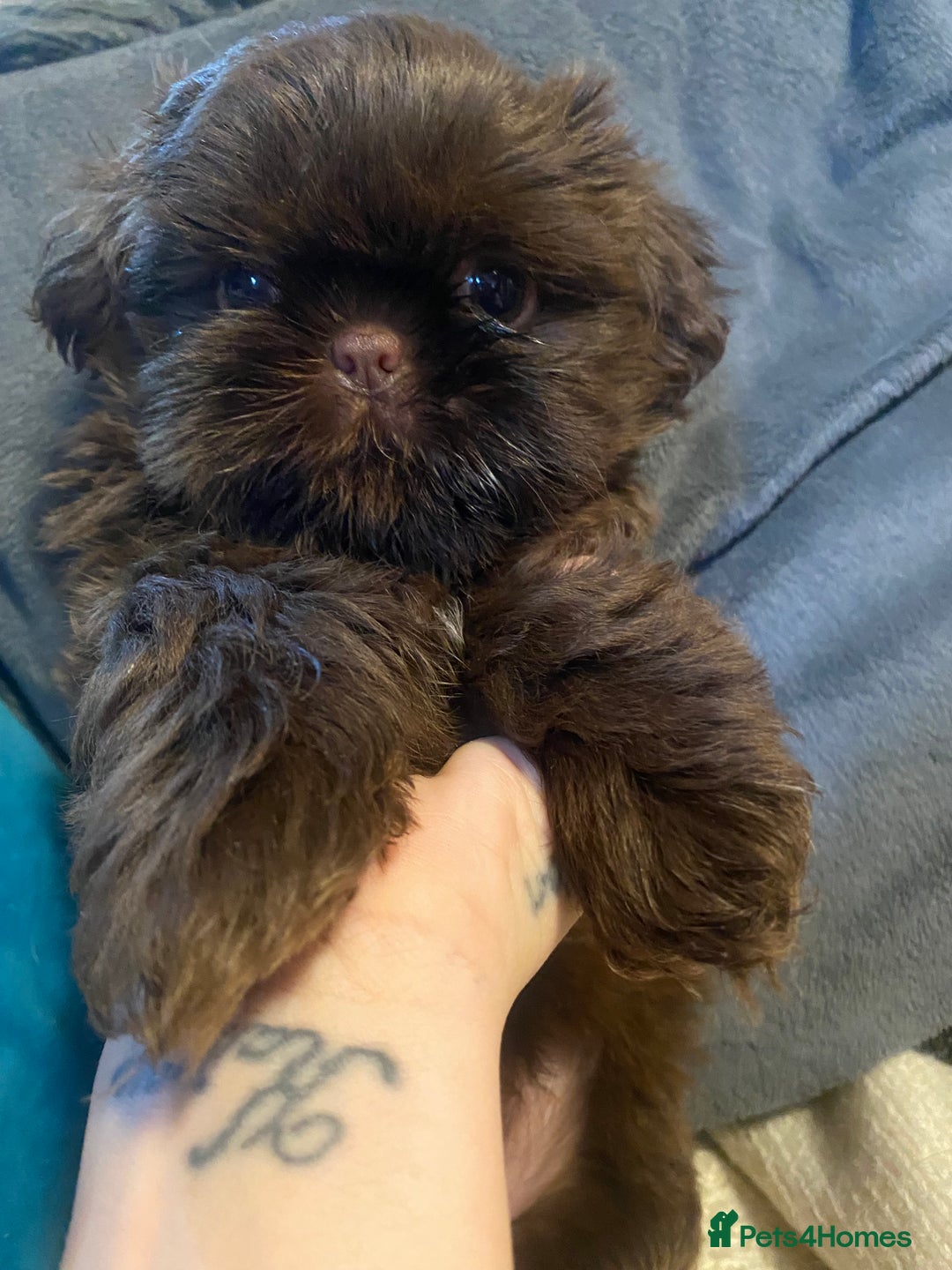 Shih Tzu dogs for sale: Amazing stunnin choc shihzu puppies ready to leave - Image 1