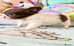 Chihuahua dogs for sale: Chihuahua - Image 5