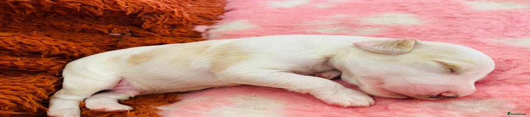 Cockapoo Puppy white with beautiful patches