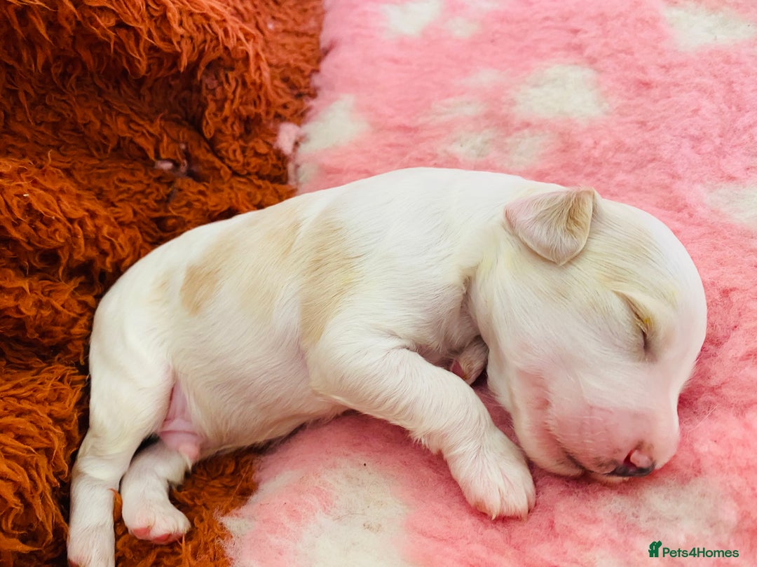 Cockapoo dogs for sale: Cocker Spaniel x Cockapoo Puppies Ready Soon  - Image 13