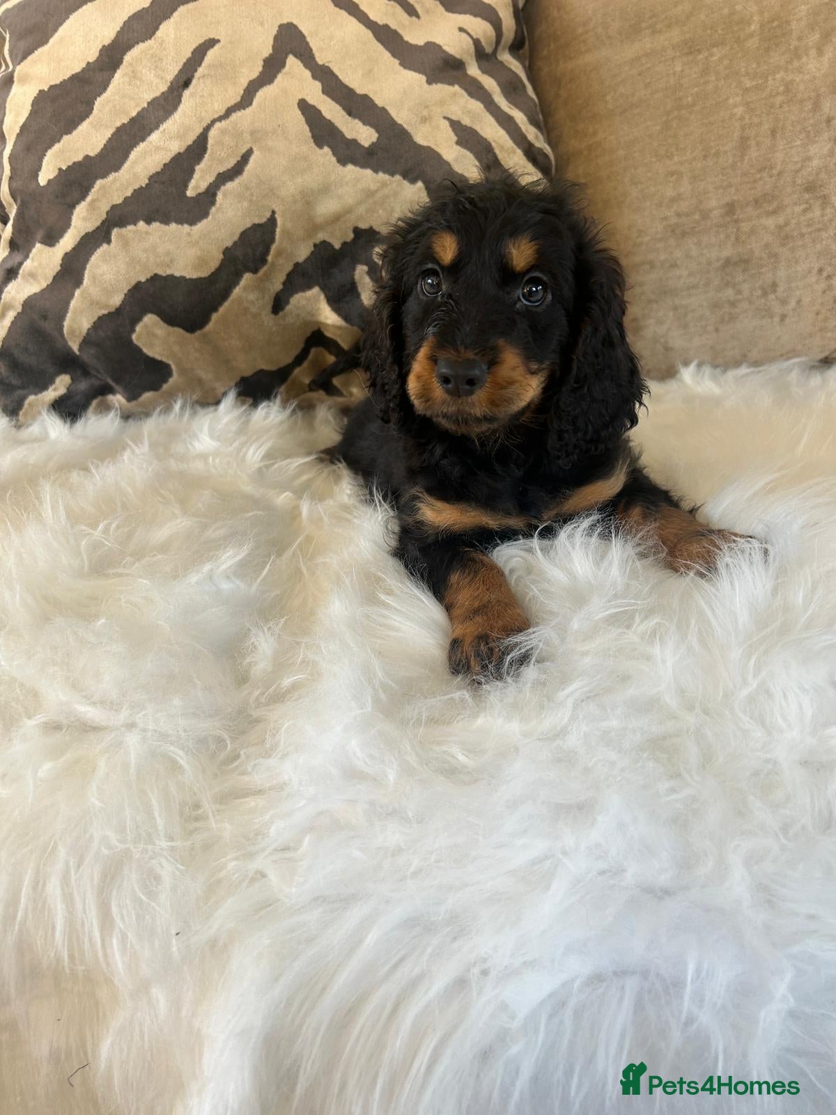 Cockapoo dogs F1 cockapoo puppies  - Advert 2