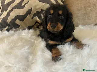 Cockapoo dogs F1 cockapoo puppies - Advert 2